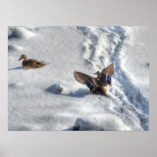 Landingsfoto Mallard Duck Wildlife Poster (Voorkant)