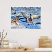 Landingsfoto Mallard Duck Wildlife Poster (Keuken)