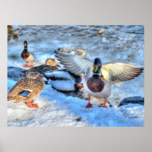 Landingsfoto Mallard Duck Wildlife Poster