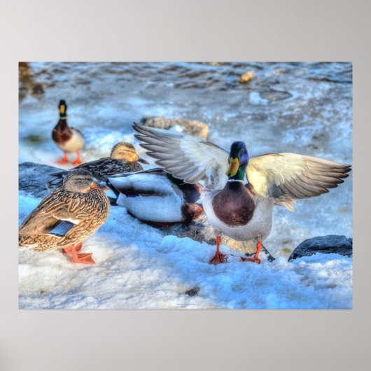 Landingsfoto Mallard Duck Wildlife Poster (Voorkant)
