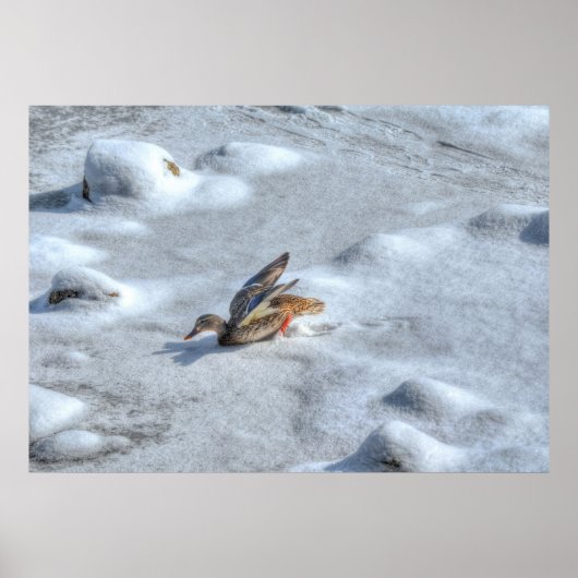 Landingsfoto Mallard Duck Wildlife Poster (Voorkant)