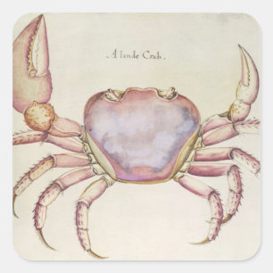 Landkrab Vierkante Sticker