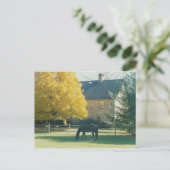 Landpaarden - briefkaart (Staand voorkant)