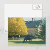 Landpaarden - briefkaart (Voorkant / Achterkant)