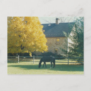 Landpaarden - briefkaart