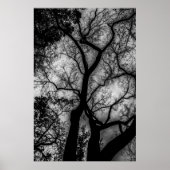 Landscape Black en White Tree Foto Poster (Voorkant)
