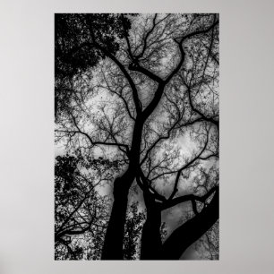 Landscape Black en White Tree Foto Poster
