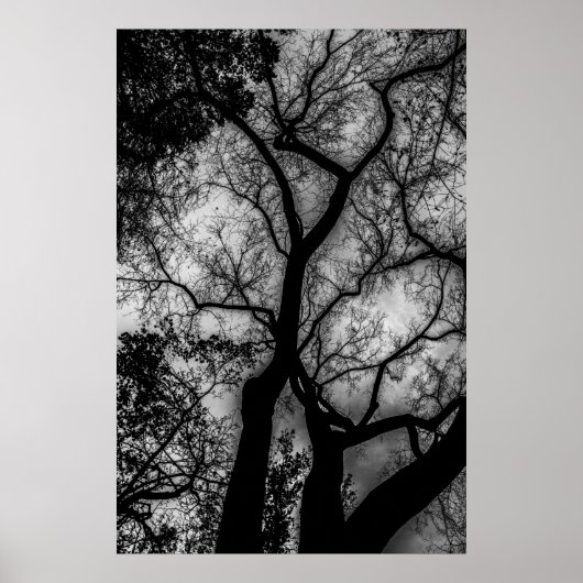 Landscape Black en White Tree Foto Poster (Voorkant)