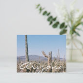 Landschap Arizona Briefkaart Desert Cacti (Staand voorkant)