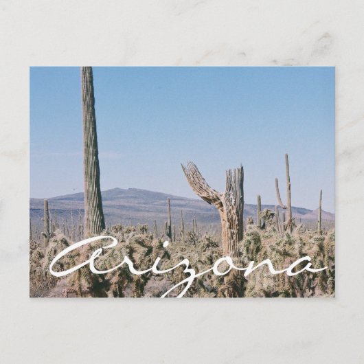 Landschap Arizona Briefkaart Desert Cacti (Voorkant)