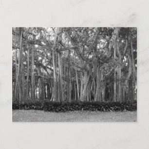 Landschap Banyan Bomen B&W Foto Briefkaart