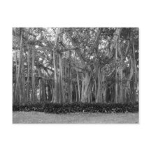 Landschap Banyan Bomen B&W Foto