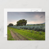 Landschap Blauwe Agave Briefkaart (Voorkant / Achterkant)