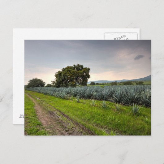 Landschap Blauwe Agave Briefkaart (Voorkant / Achterkant)