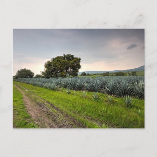 Landschap Blauwe Agave Briefkaart (Voorkant)