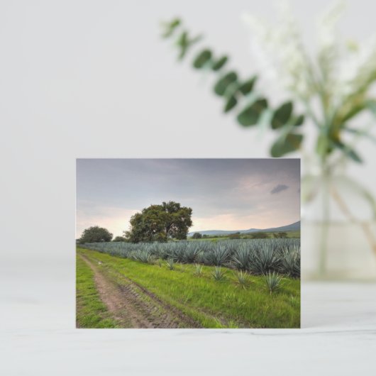 Landschap Blauwe Agave Briefkaart (Staand voorkant)