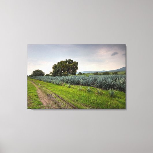Landschap Blauwe Agave Canvas Afdruk (Voorkant)