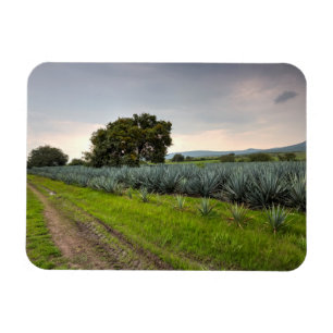 Landschap Blauwe Agave Magneet