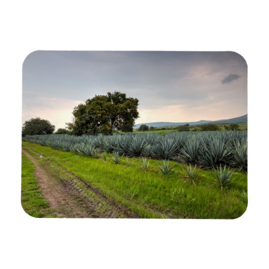 Landschap Blauwe Agave Magneet (Horizontaal)