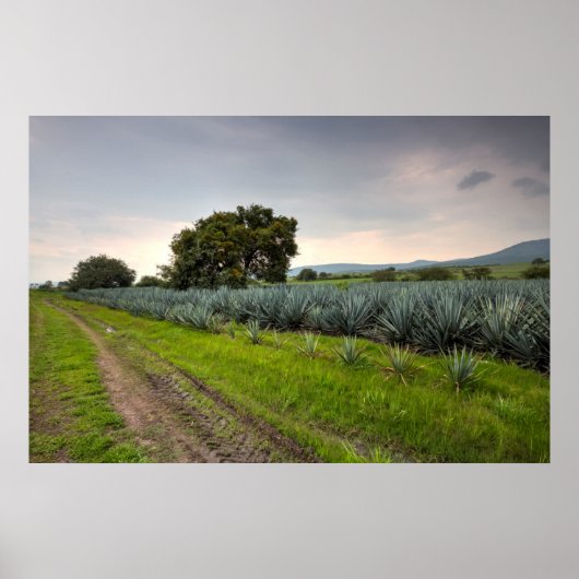 Landschap Blauwe Agave Poster (Voorkant)