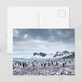 Landschap Chinstrap Penguin Colony Briefkaart (Voorkant / Achterkant)
