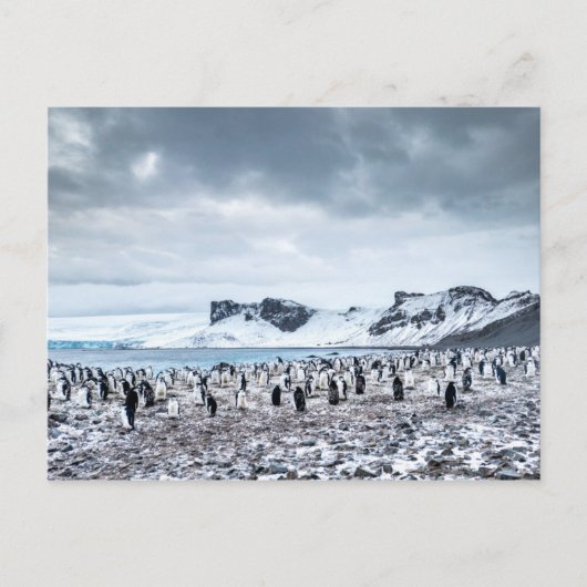 Landschap Chinstrap Penguin Colony Briefkaart (Voorkant)