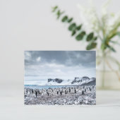 Landschap Chinstrap Penguin Colony Briefkaart (Staand voorkant)