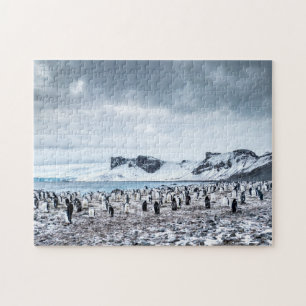 Landschap Chinstrap Penguin Colony Legpuzzel