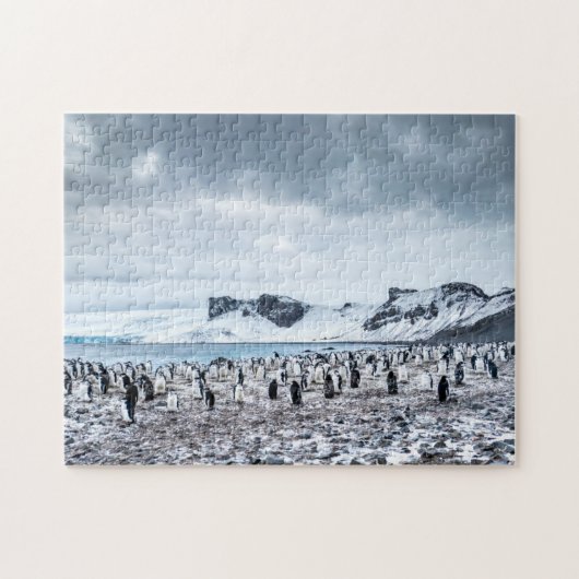 Landschap Chinstrap Penguin Colony Legpuzzel (Horizontaal)