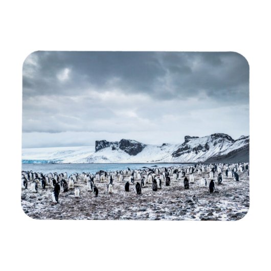 Landschap Chinstrap Penguin Colony Magneet (Horizontaal)