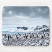 Landschap Chinstrap Penguin Colony Muismat (Voorkant)