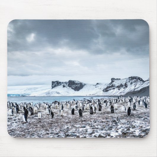 Landschap Chinstrap Penguin Colony Muismat (Voorkant)