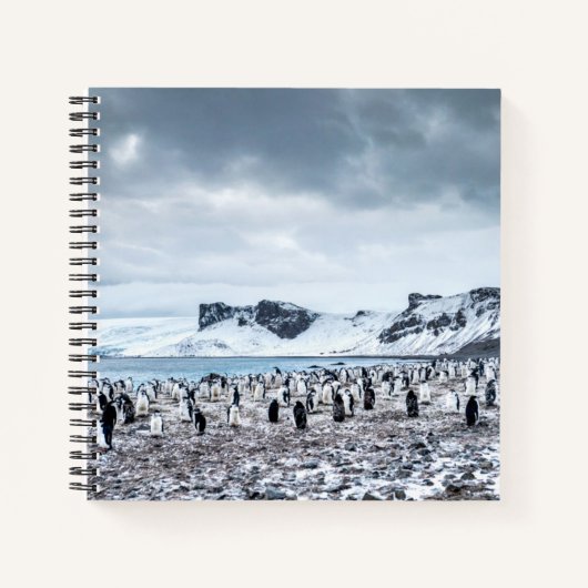 Landschap Chinstrap Penguin Colony Notitieboek (Voorkant)