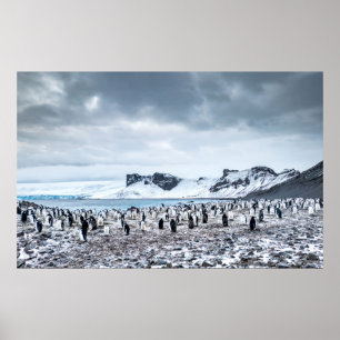 Landschap Chinstrap Penguin Colony Poster
