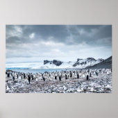 Landschap Chinstrap Penguin Colony Poster (Voorkant)
