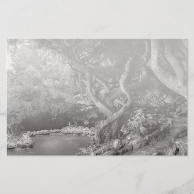 Landschap - Het verboden bos (Voorkant)