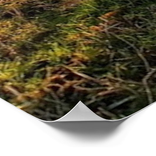 Landschap Landschap Natuur  Poster (Hoek)