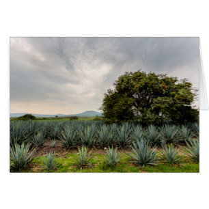 Landschap met blauw Agave