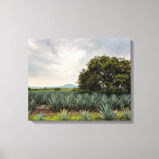 Landschap met blauw Agave Canvas Afdruk (Voorkant)