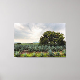 Landschap met blauw Agave Canvas Afdruk