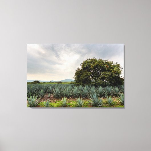 Landschap met blauw Agave Canvas Afdruk (Voorkant)