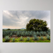 Landschap met blauw Agave Poster (Voorkant)