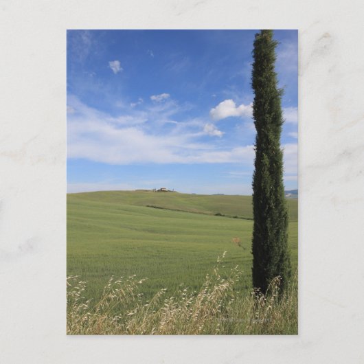 Landschap met Cypress Briefkaart (Voorkant)
