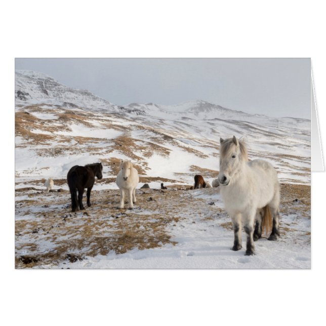 Landschap met IJslandse paarden (Voorkant Horizontaal)