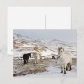 Landschap met IJslandse paarden Briefkaart (Voorkant / Achterkant)