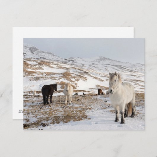 Landschap met IJslandse paarden Briefkaart (Voorkant / Achterkant)