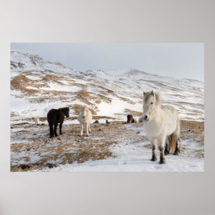 Landschap met IJslandse paarden Poster