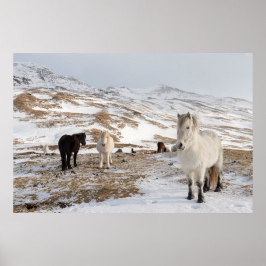 Landschap met IJslandse paarden Poster (Voorkant)