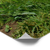 Landschap met lupinen - poster (Hoek)