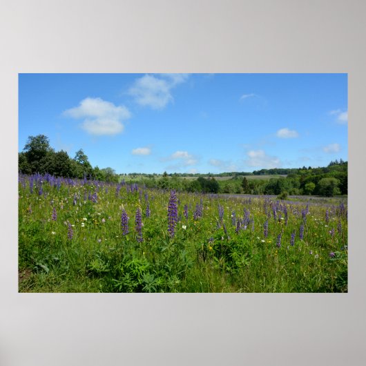 Landschap met lupinen - poster (Voorkant)